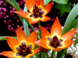 Tulipán Little Princess 3 ks v kont. 0,5 l