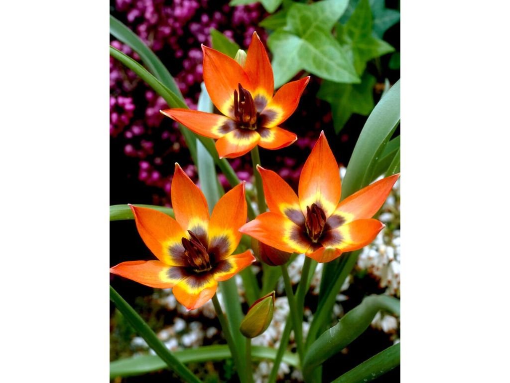 Tulipán Little Princess 3 ks v kont. 0,5 l