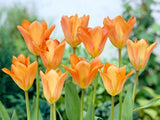 Tulipán Orange Emperor 3 ks v kont. 0,5 l