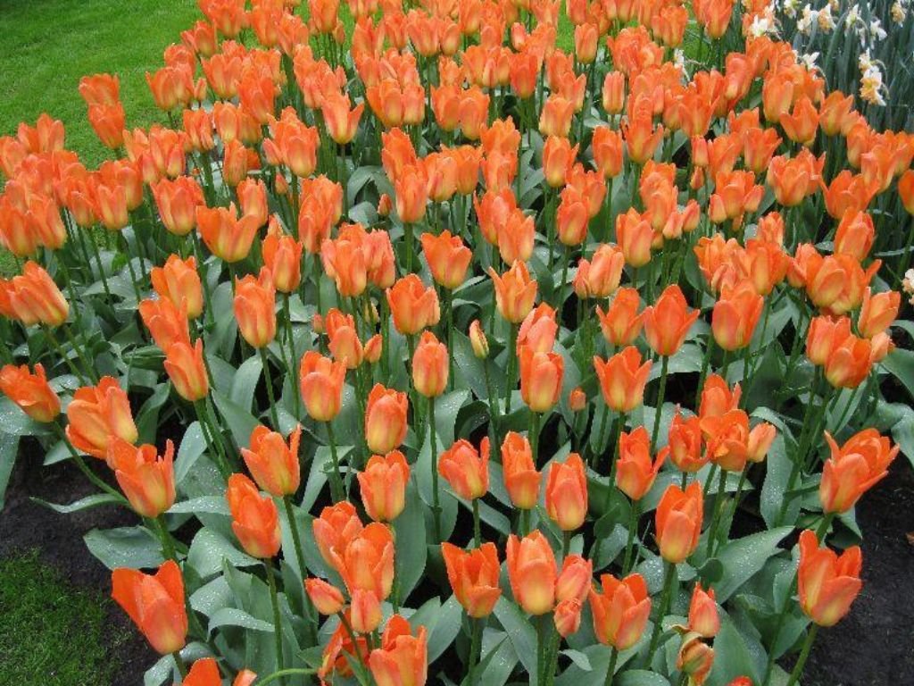 Tulipán Orange Emperor 3 ks v kont. 0,5 l