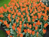 Tulipán Orange Emperor 3 ks v kont. 0,5 l