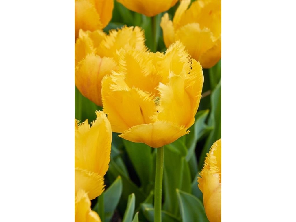 Tulipán Crystal Star 3 ks v kont. 0,5 l