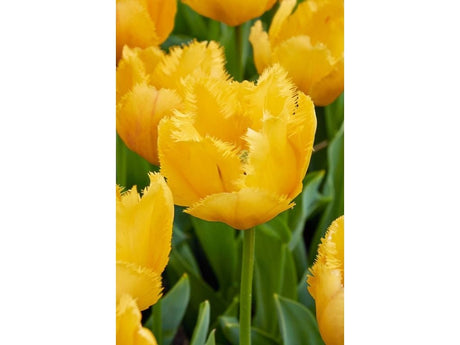 Tulipán Crystal Star 3 ks v kont. 0,5 l