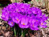 Krokus Ruby Giant 3 ks v kont. 0,5 l