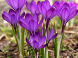 Krokus Ruby Giant 3 ks v kont. 0,5 l