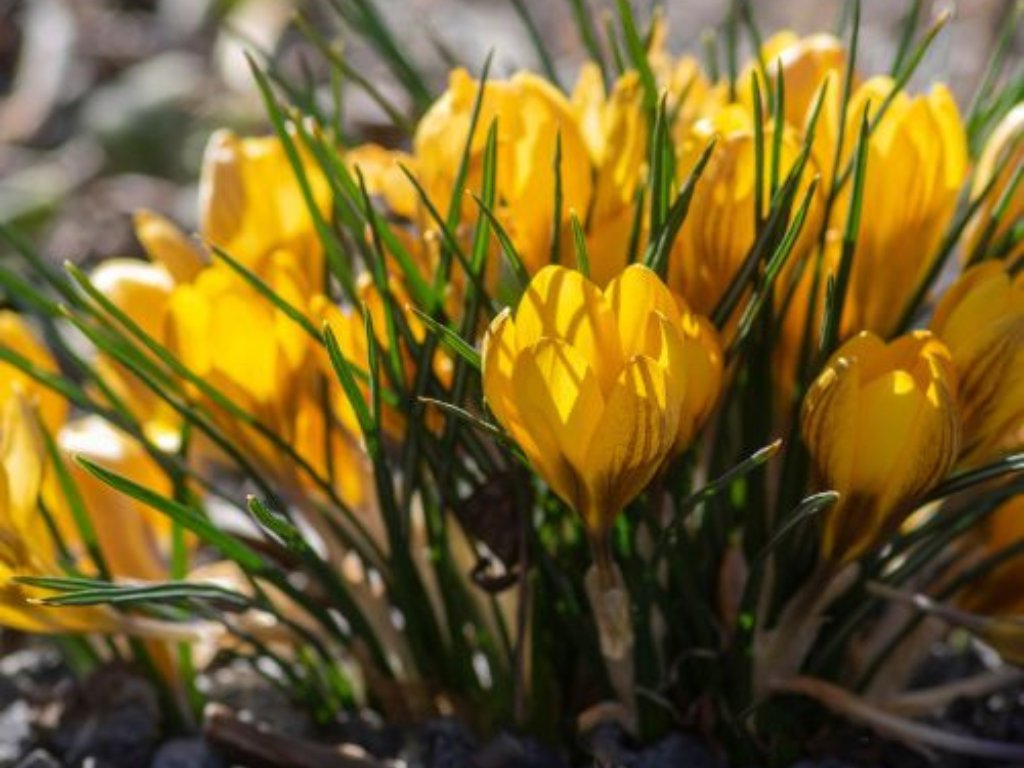 Krokus Dorothy 3 ks v kont. 0,5 l