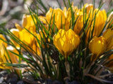 Krokus Dorothy 3 ks v kont. 0,5 l