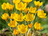 Krokus Dorothy 3 ks v kont. 0,5 l