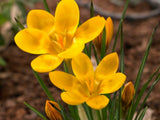 Krokus Dorothy 3 ks v kont. 0,5 l