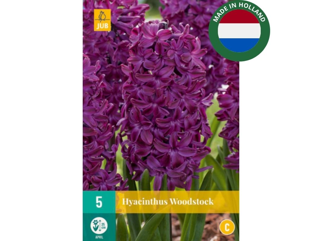 Hyacint Woodstock 1 ks v kont. 0,5 l