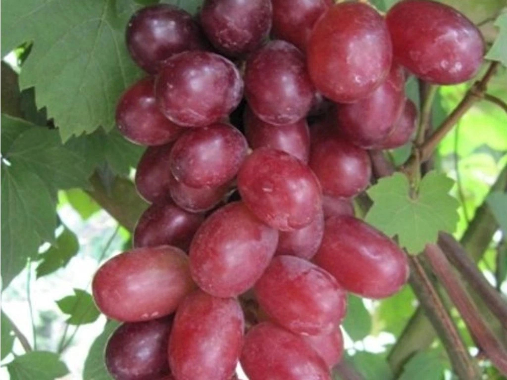 Vinič stolový Jupiter(4)