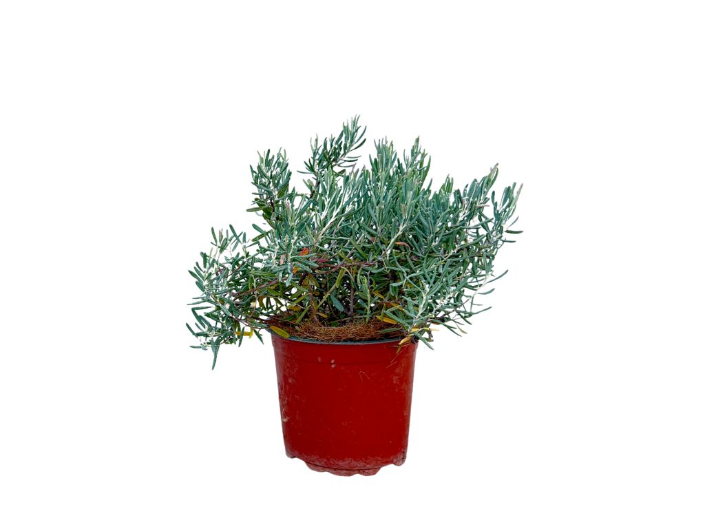 Okrasné kry Andromédka sivolistá Blue Ice 10 20cm(6)