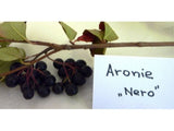 Drobné ovocie Arónia čerešňolistá Nero 20 30cm(4)