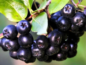 Drobné ovocie Arónia čerešňolistá Nero 20 30cm(1)