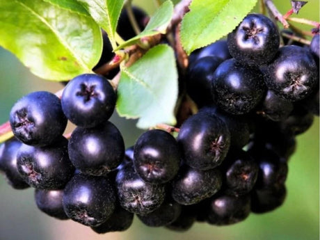 Drobné ovocie Arónia čerešňolistá Nero 20 30cm(1)