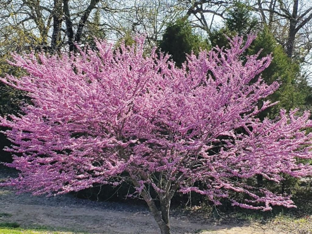 Zmarlika Jidášova, výška 20-30 cm, květináč 2 l