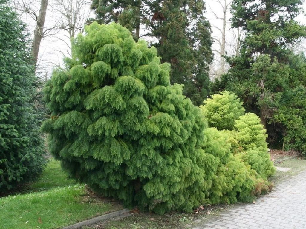 Okrasné kry Kryptoméria japonská Elegans Viridis 20 30cm(5)