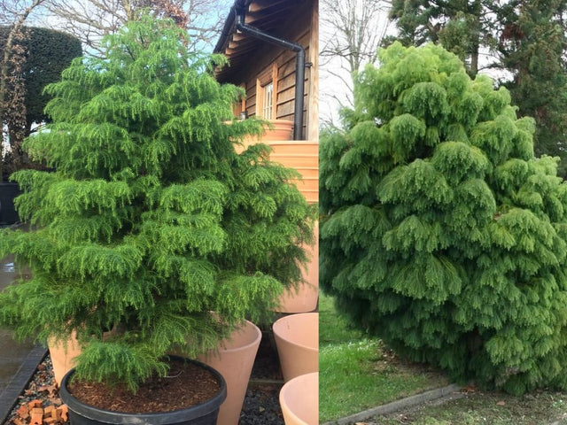 Okrasné kry Kryptoméria japonská Elegans Viridis 20 30cm(1)