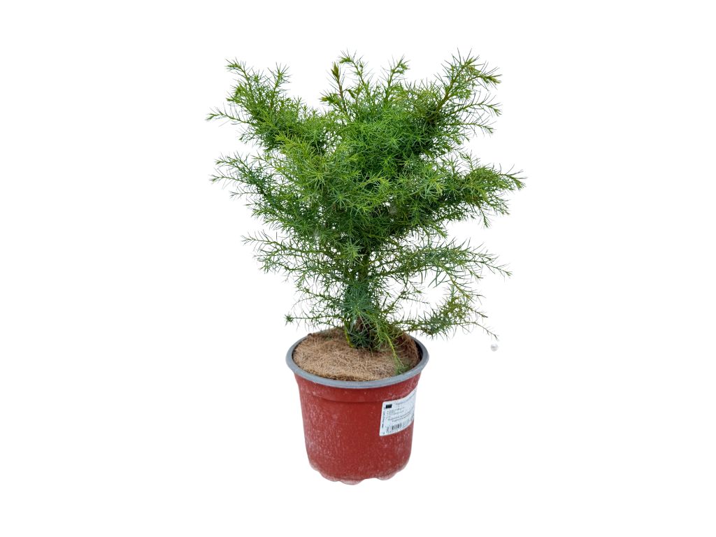 Okrasné kry Kryptoméria japonská Elegans Viridis 20 30cm(4)