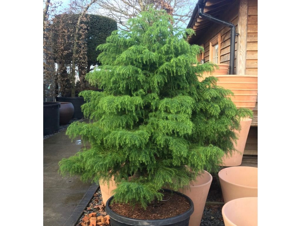 Okrasné kry Kryptoméria japonská Elegans Viridis 20 30cm(3)
