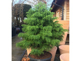 Okrasné kry Kryptoméria japonská Elegans Viridis 20 30cm(3)
