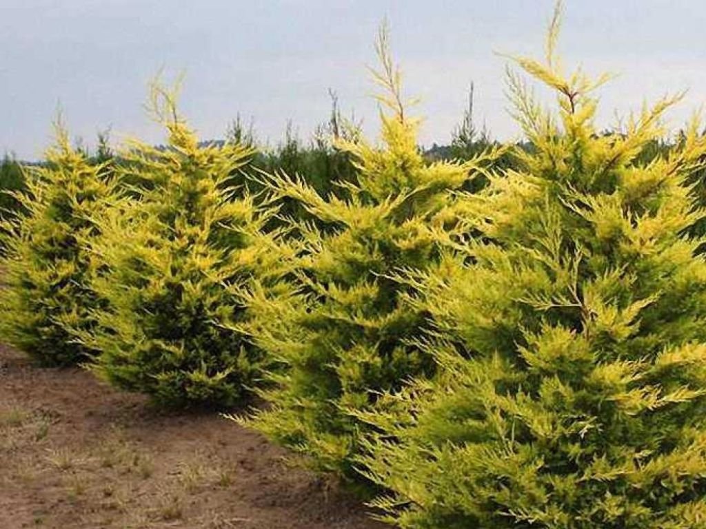 Okrasné stromy Cyprusovec leylandský Gold Rider 30 40cm(6)