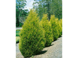 Okrasné stromy Cyprusovec leylandský Gold Rider 30 40cm(8)