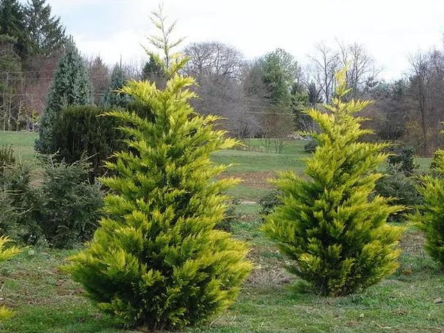 Okrasné stromy Cyprusovec leylandský Gold Rider 30 40cm(1)