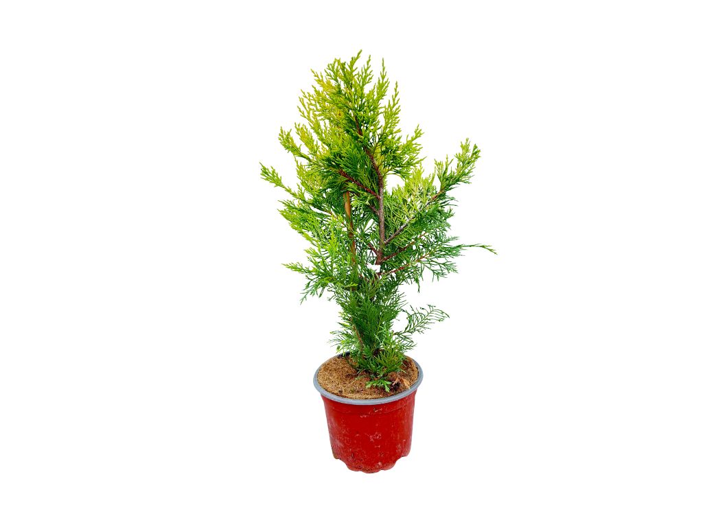 Okrasné stromy Cyprusovec leylandský Gold Rider 30 40cm(4)