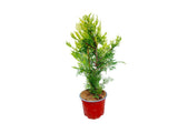 Okrasné stromy Cyprusovec leylandský Gold Rider 30 40cm(4)