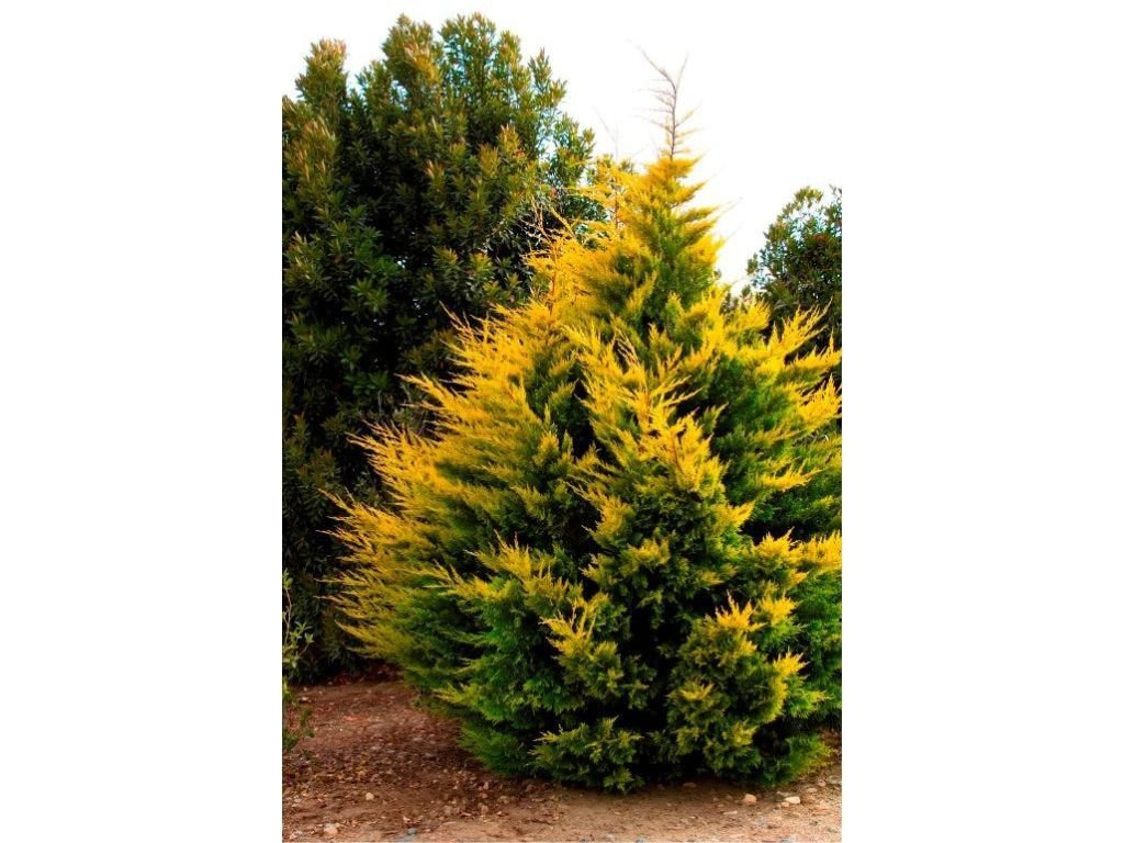 Okrasné stromy Cyprusovec leylandský Gold Rider 30 40cm(3)