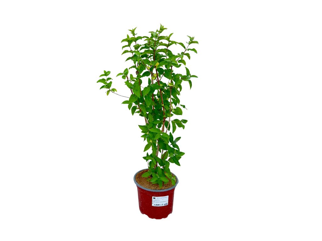 Okrasné kry Trojpuk veľkolepý 40 60cm(3)