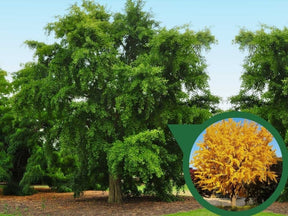 Okrasné stromy Ginko dvojlaločné 60 80cm(1)
