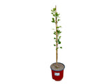 Okrasné stromy Ginko dvojlaločné 60 80cm(4)