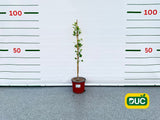 Okrasné stromy Ginko dvojlaločné 60 80cm(2)