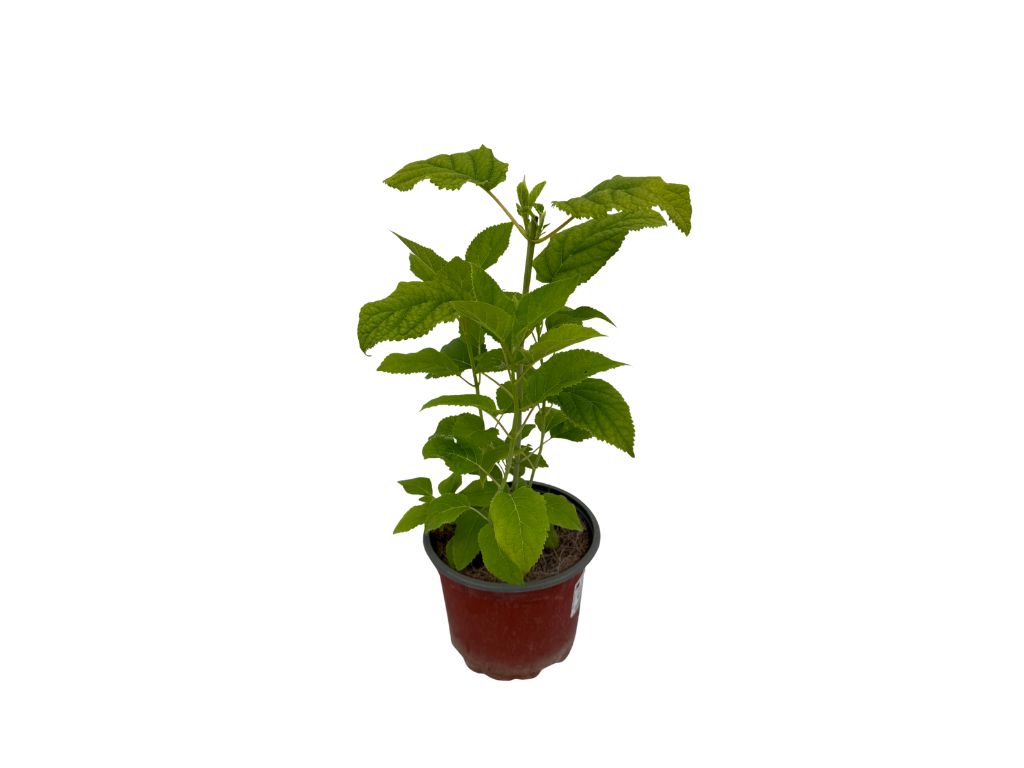 Okrasné kry Hortenzia stromčekovitá Annabelle 20 40cm(4)