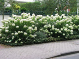 Hortenzie latnatá Grandiflora, výška 20–30 cm, květináč 2 l