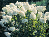 Hortenzie latnatá Grandiflora, výška 20–30 cm, květináč 2 l