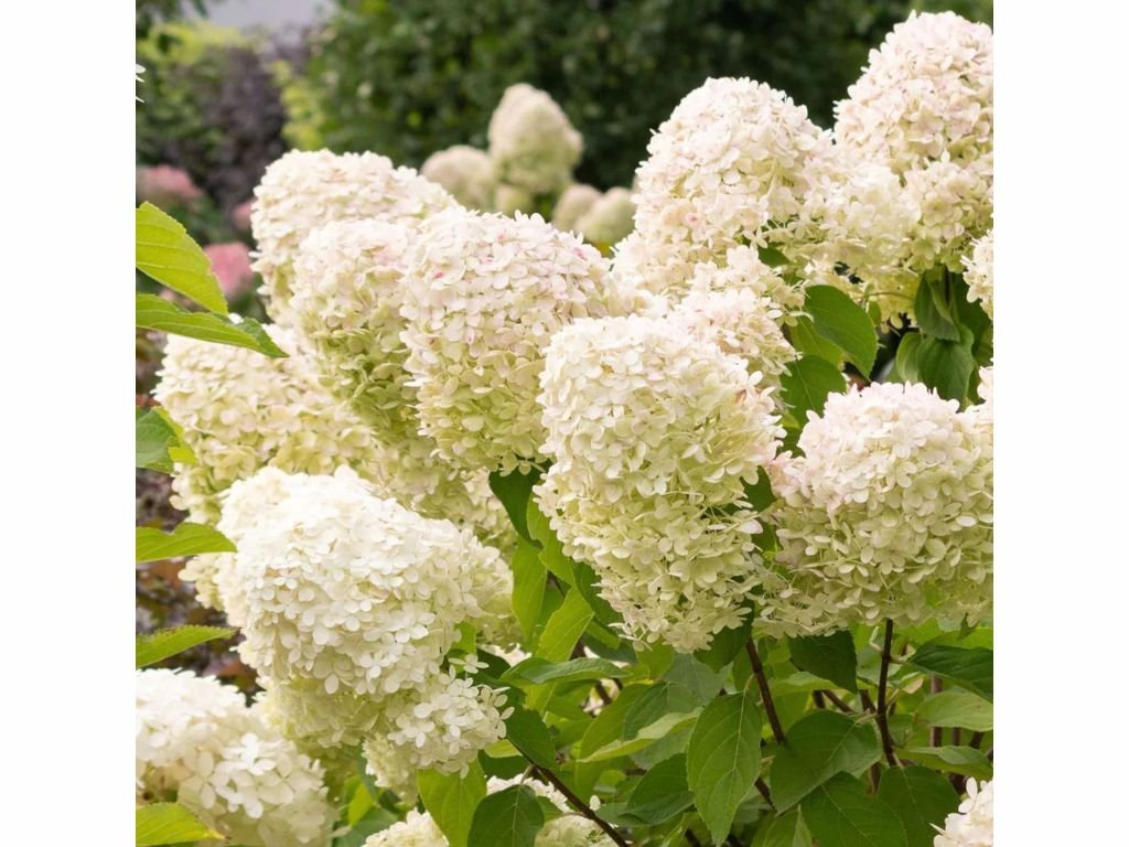 Hortenzie latnatá Grandiflora, výška 20–30 cm, květináč 2 l