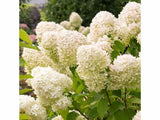 Hortenzie latnatá Grandiflora, výška 20–30 cm, květináč 2 l