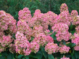 Okrasné kry Hortenzia metlinatá Pink Diamond 20 30cm(1)