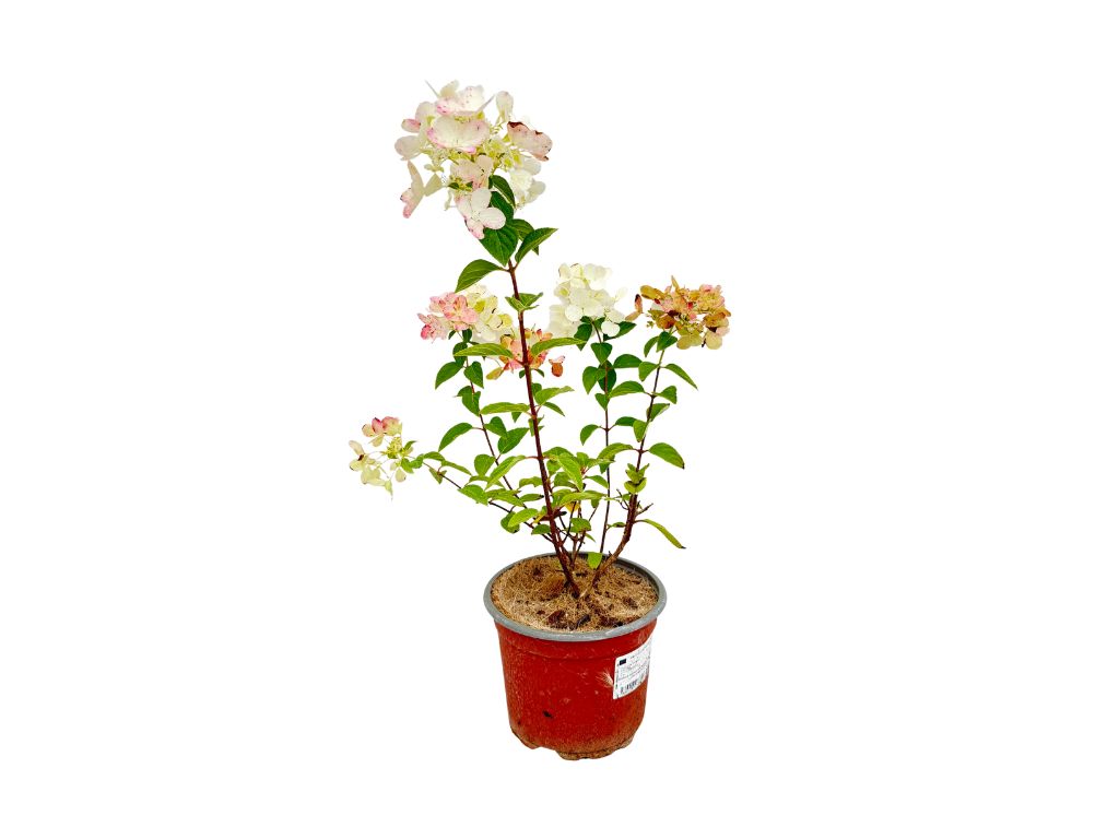 Okrasné kry Hortenzia metlinatá Pink Diamond 20 30cm(4)