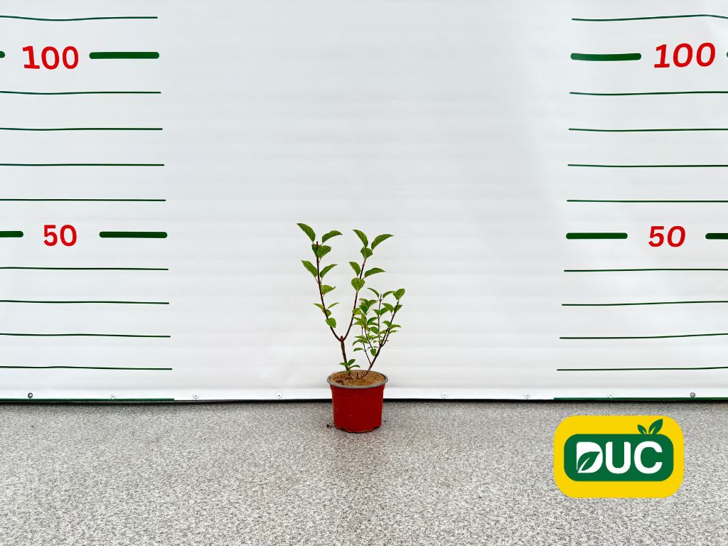 Okrasné kry Hortenzia metlinatá Silver Dollar 20 40cm(2)