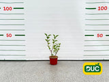 Okrasné kry Hortenzia metlinatá Silver Dollar 20 40cm(2)