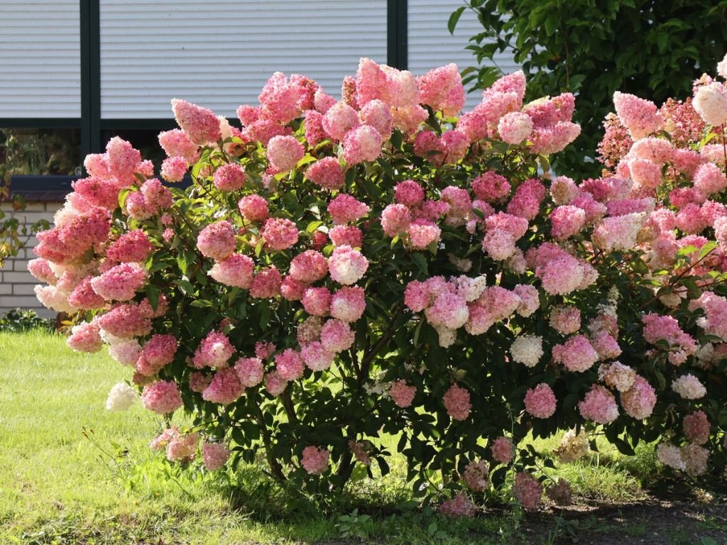 Hortenzie latnatá Vanille Fraise, výška 20–30 cm, květináč 2 l