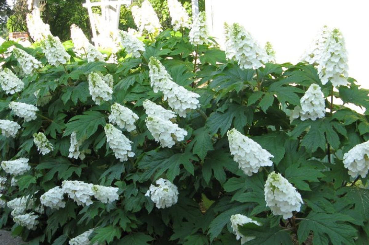 Okrasné kry Hortenzia dubolistá Alice 20 40cm(6)