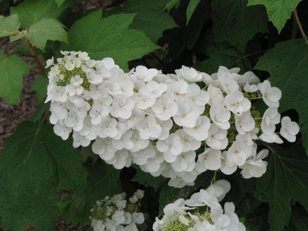 Okrasné kry Hortenzia dubolistá Alice 20 40cm(3)