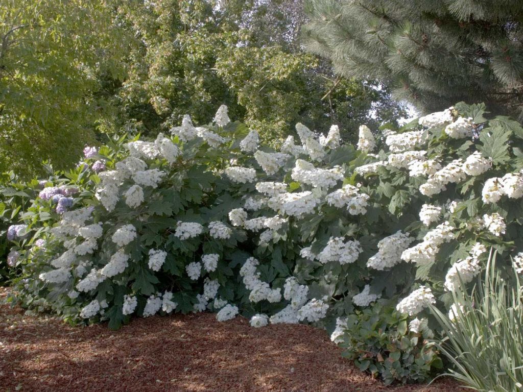 Okrasné kry Hortenzia dubolistá Alice 20 40cm(1)