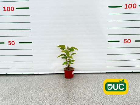 Okrasné kry Hortenzia dubolistá Alice 20 40cm(2)