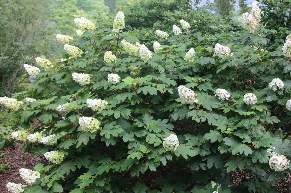 Okrasné kry Hortenzia dubolistá Alice 20 40cm(5)